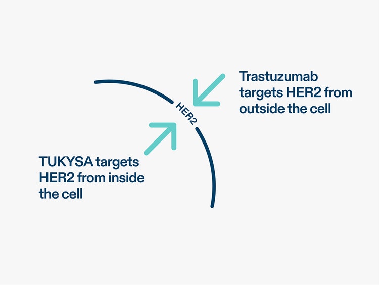 Diagram showing TUKYSA (tucatinib) targeting HER2 from inside the cell and trastuzumab targeting HER2 from outside the cell. See Important Safety Information.