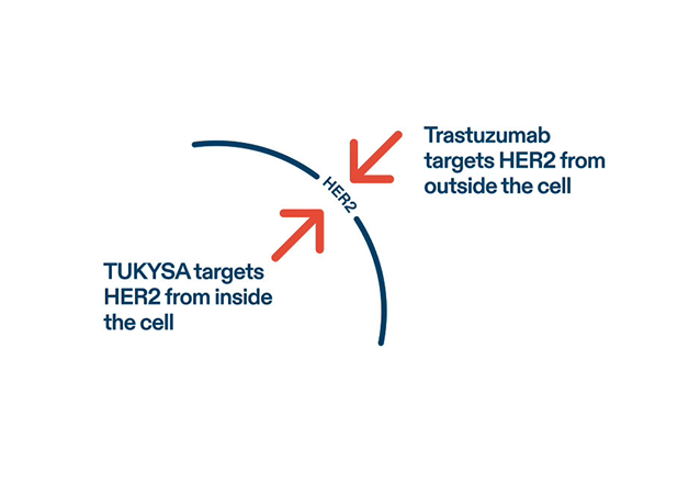 Diagram showing TUKYSA (tucatinib) targeting HER2 from inside the cell and trastuzumab targeting HER2 from outside the cell. See Important Safety Information.