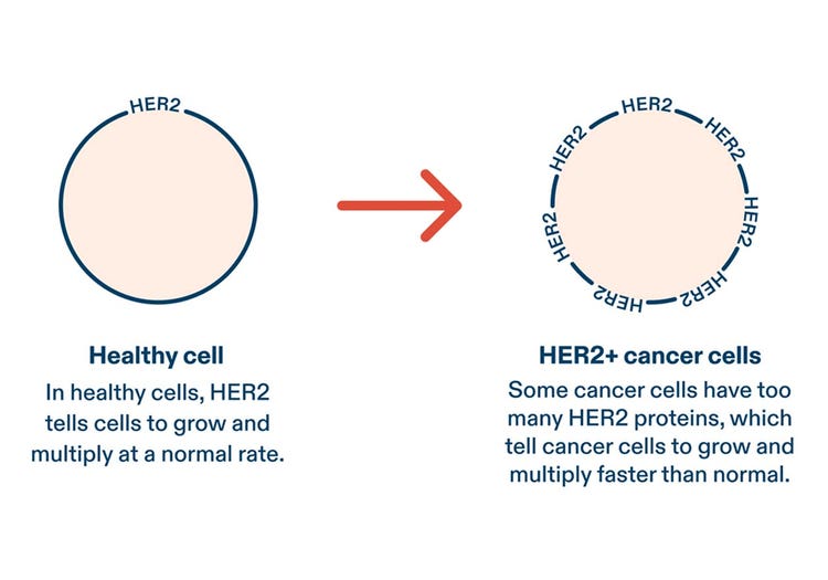 Diagram comparing healthy cell with HER2 receptor to HER2+ cancer cell with many HER2 receptors. See Important Safety Information.
